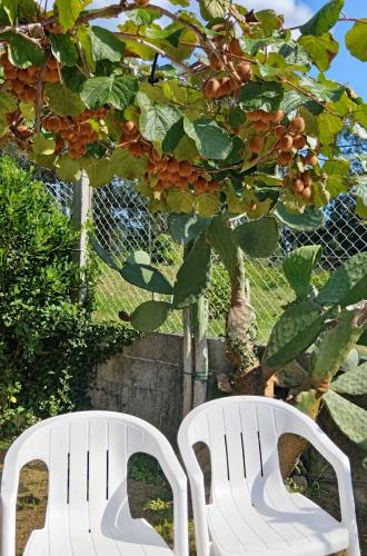 Zona de descanso bajo los kiwis del jardín de Villa Merchy en Combarro